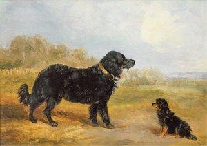 犬